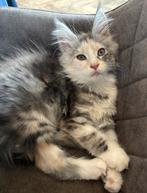 Maine coon kittens met stamboom zoeken een goed tehuis, Meerdere dieren, Gechipt, 0 tot 2 jaar