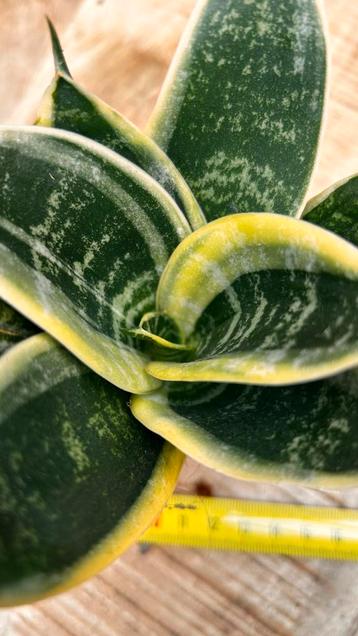 Sansevieria Plant - Diverse Variëteiten beschikbaar voor biedingen