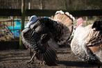 Ronqieres kalkoenhaan, Dieren en Toebehoren, Pluimvee, Mannelijk, Kalkoen