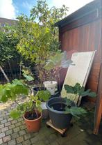 Vijgenbomen te koop - Verschillende maten, Tuin en Terras, Ophalen, Volle zon, Vaste plant, Bloeit niet