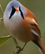 Baardmannetjes, Dieren en Toebehoren, Meerdere dieren, Wildzangvogel, Geringd