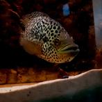 Jaguar cichlide, Dieren en Toebehoren, Vis, Zoetwatervis