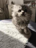 3 Lieve kittens Brits langehaar. Nog een poesje beschikbaar, Dieren en Toebehoren, Ontwormd
