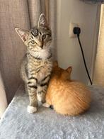 Kitten vrouwtje, Dieren en Toebehoren, Poes, Kortharig, 0 tot 2 jaar