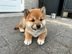 Te koop: prachtige, super gesocialiseerde Shiba Inu pup, Rabiës (hondsdolheid), Overige rassen, 8 tot 15 weken, Meerdere