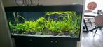 Juwel Rio 240 led met onderkast zwart, Ophalen, Gebruikt, Gevuld zoetwateraquarium