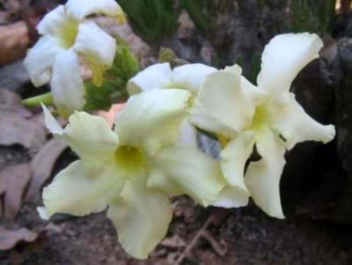 Caudex Pachypodium Rosulatum var. Inopinatum potmaat 17cm., Huis en Inrichting, Kamerplanten, Overige soorten, Minder dan 100 cm