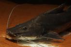 Brachyplatystoma vaillanti, Dieren en Toebehoren, Vissen | Aquariumvissen, Vis, Zoetwatervis
