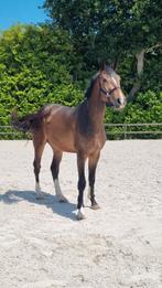 3jarige ruin v Andiamo Semilly x Indoctro x Corrado I, Springpaard, Ruin, Gechipt, 170 tot 175 cm