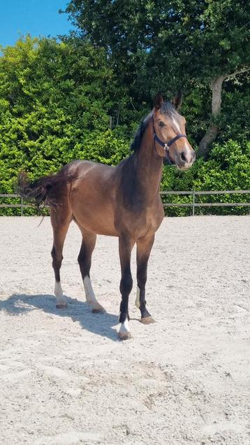 3jarige ruin v Andiamo Semilly x Indoctro x Corrado I
 beschikbaar voor biedingen