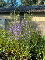 Grasklokjes in pot - Prachtige bloemen!, Ophalen of Verzenden, Zomer, Vaste plant, Volle zon