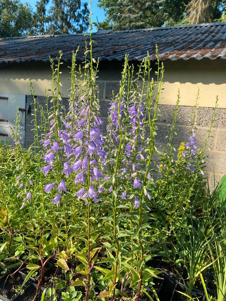 Grasklokjes in pot - Prachtige bloemen!, Tuin en Terras, Planten | Tuinplanten, Vaste plant, Volle zon, Zomer, Ophalen of Verzenden