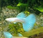 Albino singa blue tail guppy, Dieren en Toebehoren, Vis