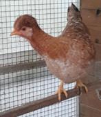 Twee hennen cream legbar kruizing..., Dieren en Toebehoren, Pluimvee, Vrouwelijk, Kip