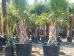 Sabal palm gezocht, Volle zon, Ophalen of Verzenden, 100 tot 250 cm, Zomer
