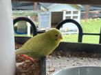 2 jonge grasparkieten om tam te maken, Dieren en Toebehoren, Vogels | Parkieten en Papegaaien, Geslacht onbekend, Parkiet, Tam