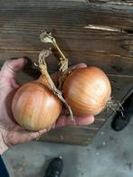 Gele/rode uien, Zakelijke goederen, Agrarisch | Aardappelen, Groenten, Fruit en Vlees, Ophalen of Verzenden