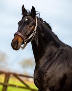 Super knappe 3 jarige merrie, Onbeleerd, Merrie, Gechipt, 160 tot 165 cm