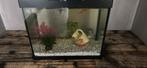 Aquarium met 4 goudvissen, Dieren en Toebehoren, Ophalen of Verzenden, Zo goed als nieuw, Leeg aquarium