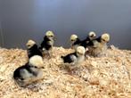Kuifhoender (padua) baby kuikens hennetjes, gesekst, ingeënt