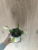 Pannenkoekenplant (Pilea peperomioides), Ophalen, Halfschaduw, Minder dan 100 cm
