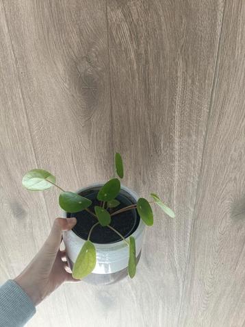 Pannenkoekenplant (Pilea peperomioides) beschikbaar voor biedingen