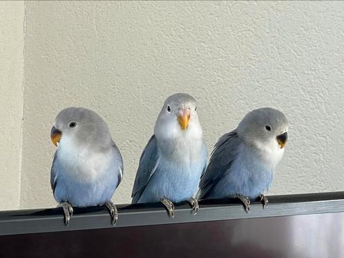 Super Lieve Hand Tamme Agapornis Dwergpapegaai Roseicolle, Dieren en Toebehoren, Vogels | Parkieten en Papegaaien, Dwergpapegaai of Agapornis
