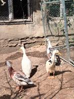 Prachtige Indische loopeend woerden, Meerdere dieren, Eend