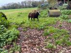 Net geen zwartbles, Dieren en Toebehoren, Schapen, Geiten en Varkens, Mannelijk, Schaap