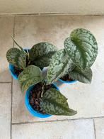 Epipremnum pictus trebie, Ophalen of Verzenden