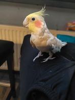 Mijn lieve jonge valkparkiet met kooi, Ophalen of Verzenden, Zo goed als nieuw, Metaal, Vogelkooi