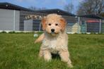 Doodle pups ,Maltipoo,cockapoo,golden en labradoodle, Dieren en Toebehoren, Honden | Niet-rashonden, Rabiës (hondsdolheid), Meerdere