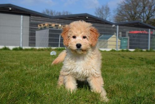 Doodle pups ,Maltipoo,cockapoo,golden en labradoodle, Dieren en Toebehoren, Honden | Niet-rashonden, Middel, Meerdere dieren, Fokker | Professioneel