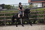 UNIEK!! ## Super gave en lieve murgese merrie ##, Dieren en Toebehoren, Pony's, Zadelmak, 3 tot 6 jaar, Recreatiepony, Gechipt