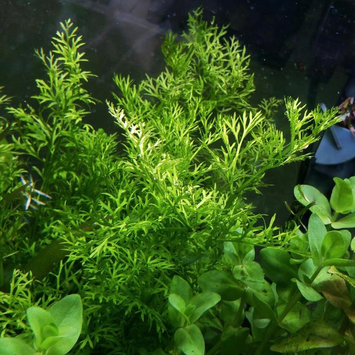 Ceratopteris Thalictroides (water sprite), Dieren en Toebehoren, Vissen | Aquaria en Toebehoren, Zo goed als nieuw, Plant(en), Steen of Hout