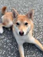 Shiba inu, Dieren en Toebehoren, Rabiës (hondsdolheid), 15 weken tot 1 jaar, Eén hond, Nederland