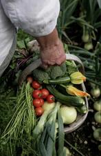 Biologische Moestuin Planten, Slechts €1,- per stuk!, Tuin en Terras, Volle zon, Groenteplanten, Eenjarig, Ophalen of Verzenden