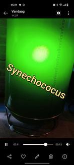 Phytoplankton fytoplankton voor zeeaquarium, Vis