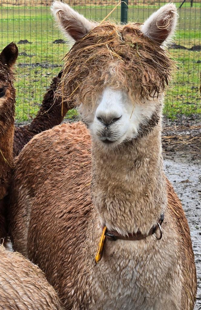 7 Mooie, Lieve, Gezonde Alpacas te Koop., Dieren en Toebehoren, Overige Dieren, Meerdere dieren, Augustus