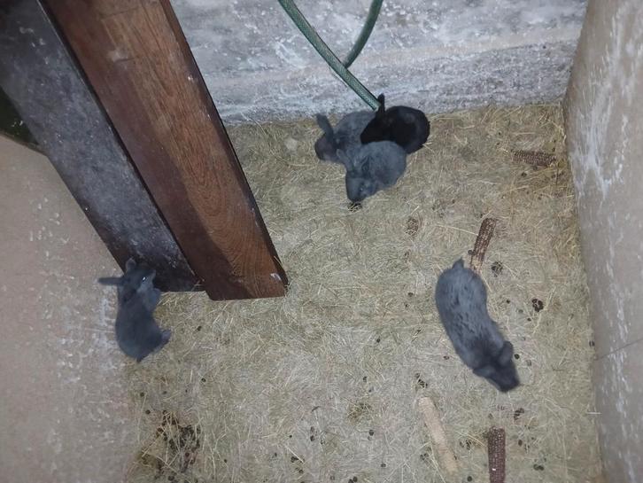 Jonge konijnen lotharing, Dieren en Toebehoren, Vogels | Overige Vogels, Meerdere dieren