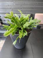 Plant, Ophalen, Zomer
