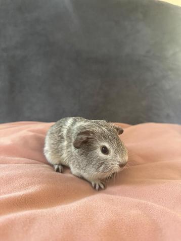Bont wit/grijs agouti california beertje beschikbaar voor biedingen