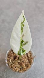 Alocasia Regal Shield Albo Variegata, Ophalen of Verzenden, Halfschaduw, Minder dan 100 cm