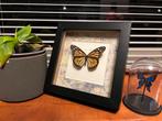 Monarch vlinder in lijst, Huis en Inrichting, Woonaccessoires | Lijsten, Ophalen of Verzenden, Zo goed als nieuw, Hout, Minder dan 50 cm