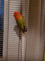 Gezonde vogel mooi kleur Een vrouw agepornis, Dieren en Toebehoren, Vrouwelijk, Parkiet