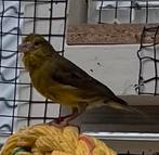 Kanariepop, Dieren en Toebehoren, Vogels | Kanaries, Vrouwelijk