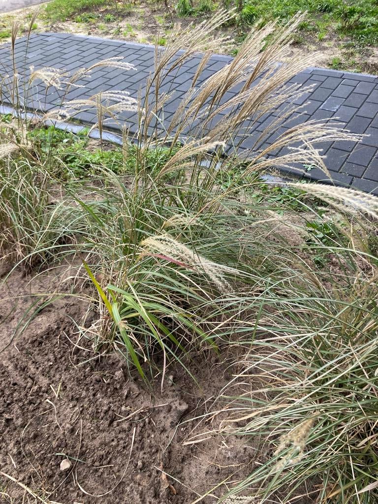 Prachtriet Siergras 5 stuk- Prachtige aanwinst voor uw tuin!, Tuin en Terras, Planten | Tuinplanten, Volle zon, Vaste plant, Siergrassen