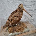 Opgezette Houtsnip, Ophalen of Verzenden