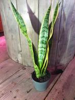 Sansevieria Trifasciata Laurentii kamerplant, Ophalen, Halfschaduw, Minder dan 100 cm
