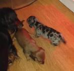 2 Mooie dwerg Teckel pups, Parvo, 8 tot 15 weken, Korthaar, Teef